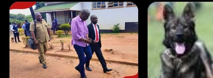 Former State House Aide Arrested Over Alleged Theft of Four Dogs from Presidential Palace