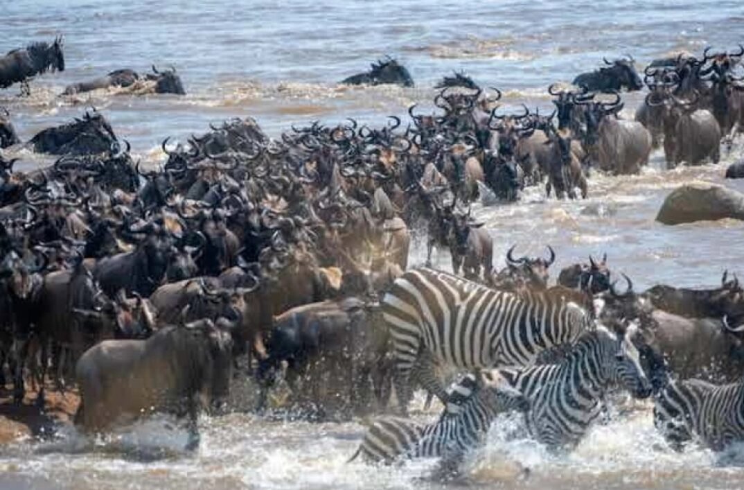 Outrage Over Viral Video Showing Wildebeests Blocked on Mara River Migration Path