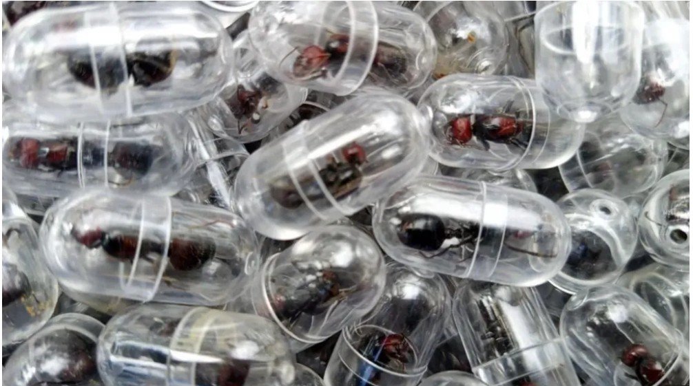One ant for Sh28,000: The new frontier of wildlife trafficking